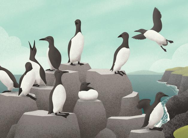 A Riot of Nesting Seabirds