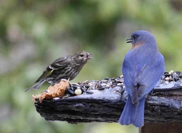 A Pine Siskin protests at an Eastern Bluebird while they are both perched at a bird feeder