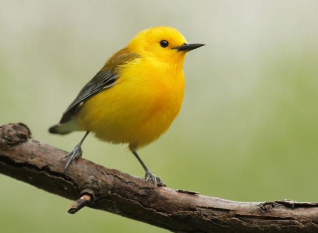 Prothonotary Warbler
