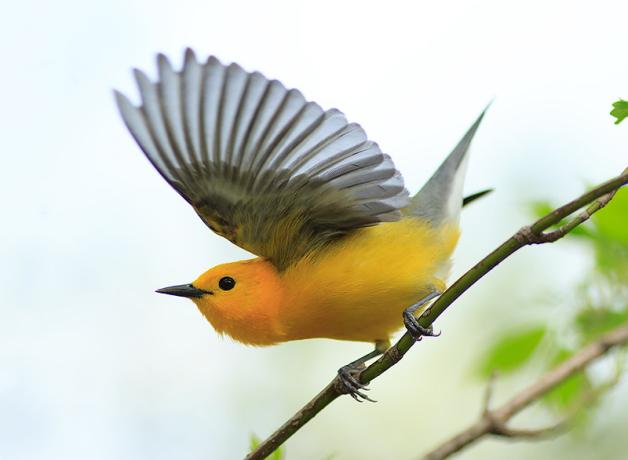 Prothonotary Warbler