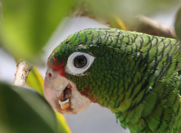 Puerto Rican Parrot showing green head, pale beak, and white eye ring