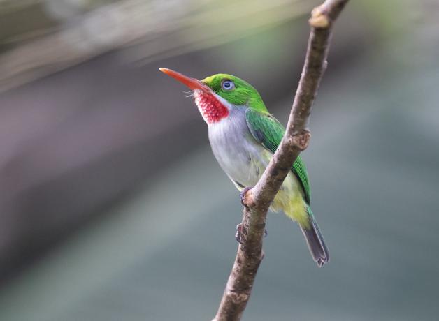 A small green, white and red bird perched on a diagonal branch.