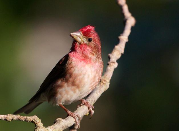 A male Purple Finch facing forward, looking up to his right, in sunlight