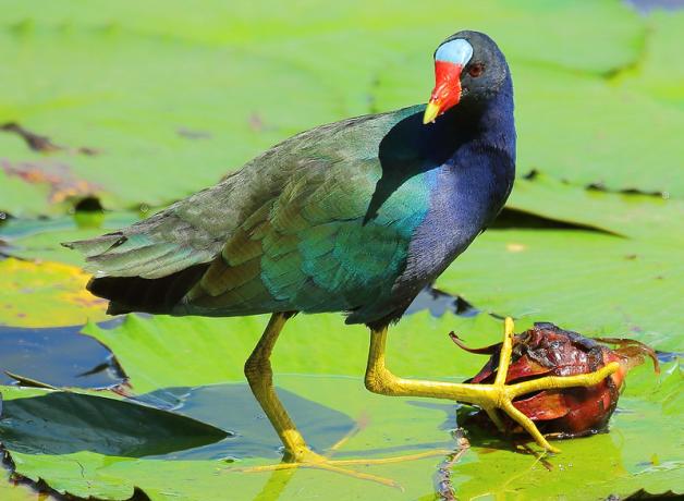 A bird with multi-colored iridescent plumage, orange beak and long yellow legs stands on water lily pads in sunlight