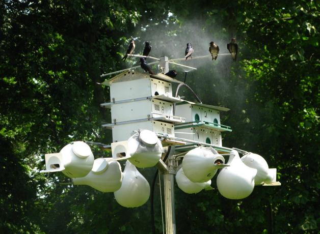 Helping Purple Martins | BirdNote