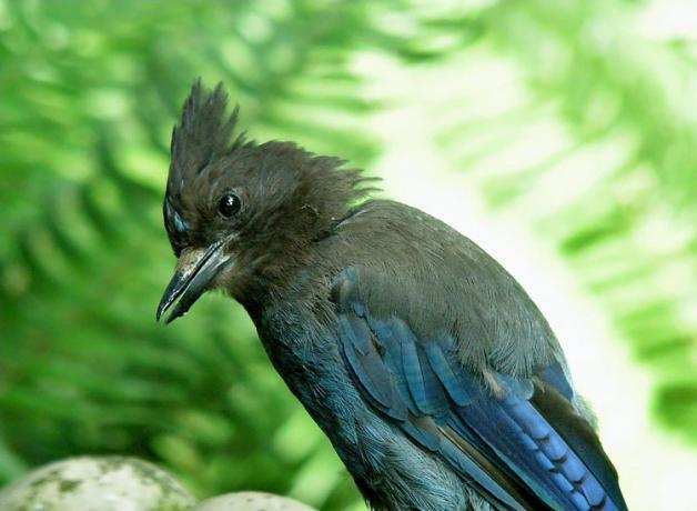 Joking Steller's Jay