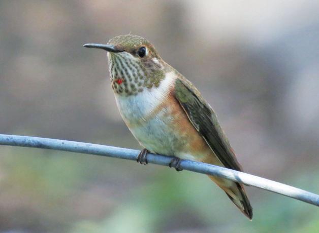 Rufous Hummingbird juvenile