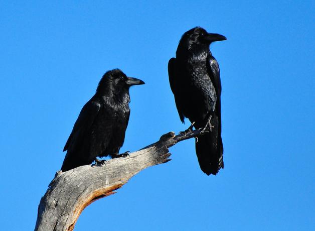 Two ravens perched on branch
