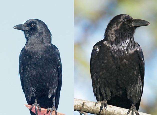 American Crow and Common Raven