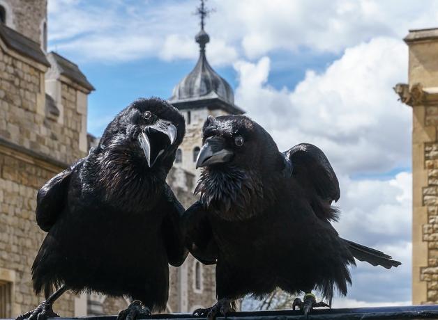 Jubilee and Munin, Tower of London Ravens
