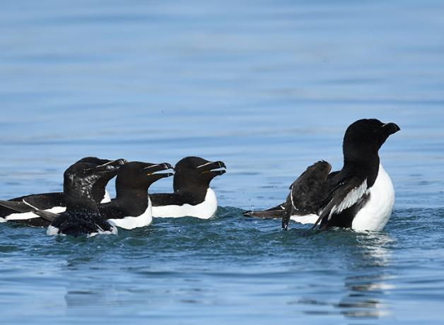 Razorbills swimming in the waters off Iceland