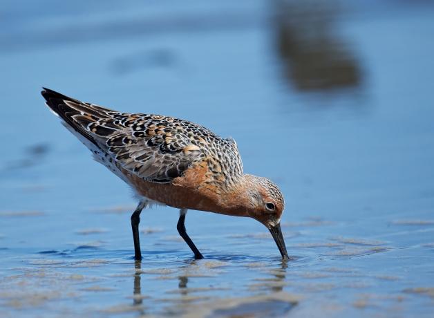 Red Knot probing for food