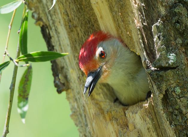 A Red-bellied Woodpecker peeks its head out of its nest in a tree trunk. The bird has a red patch on its head, a red eye, light throat and neck, and black beak.