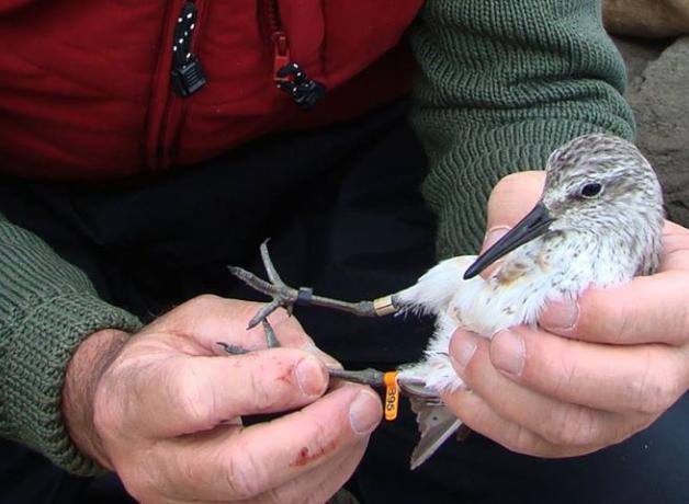 Red Knot B95