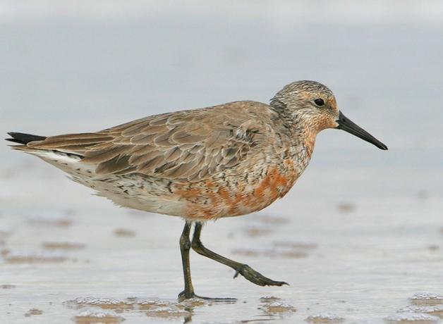 Red Knot