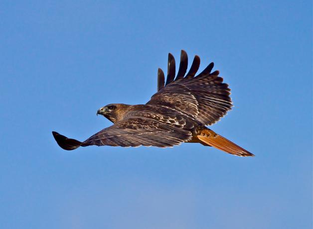 Male Red-tailed Hawk, wings extended in flight against a clear blue sky