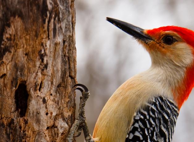 Red-bellied Woodpecker