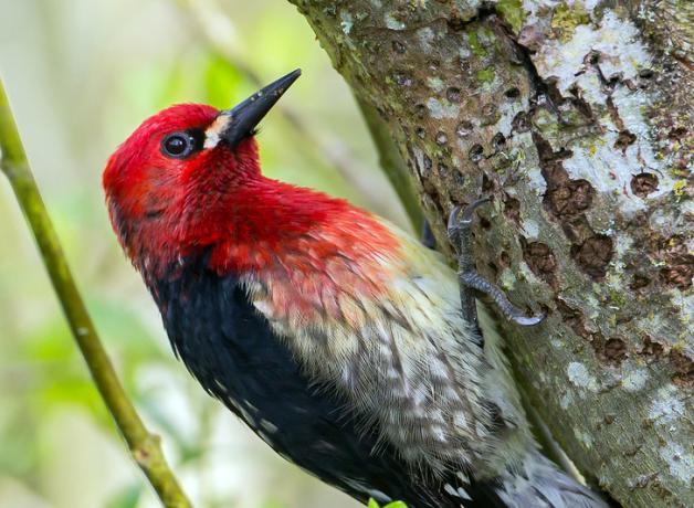 Red-breasted Sapsucker clinging to side of tree, the bark with small holes pecked in it