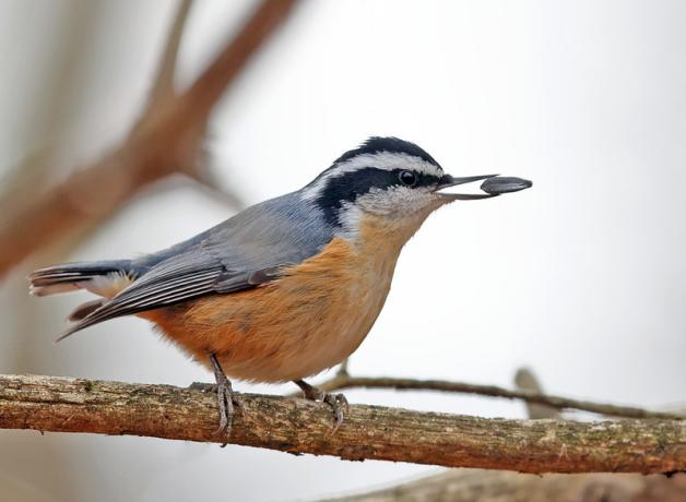 A Red-breasted Nuthatch perches on a branch with a seed in its mouth