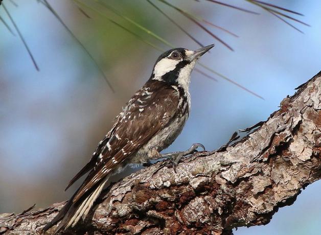 A slender brown bird seen in profile, with a white and black head and patterned wings 