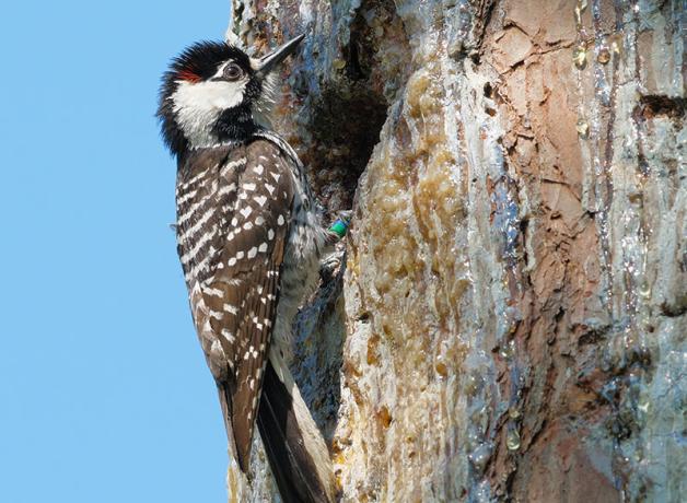 Red-cockaded Woodpecker at nesting hole