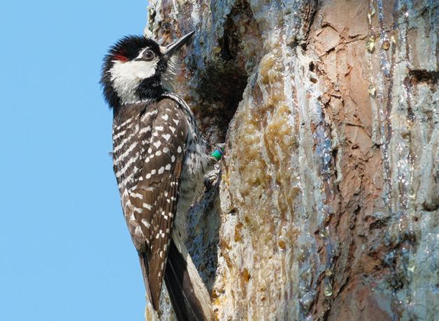 Red-cockaded Woodpecker foraging at sap drip on tree