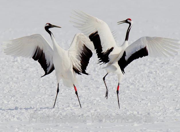 Pair of Red-crowned Cranes dancing on snowy ground