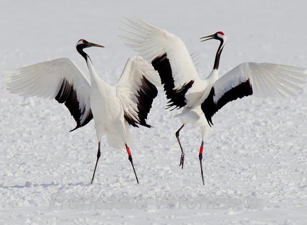 Red-crowned Cranes Dance on Hokkaido | BirdNote