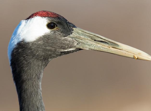 Red-crowned Crane