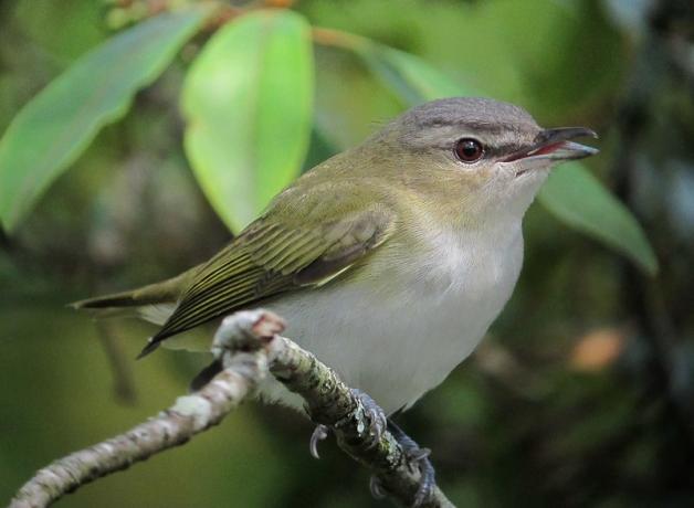 A Red-eyed Vireo with soft pale gray breast, greenish yellow back and wings, and very dark red eye.