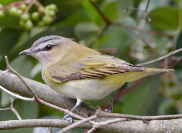 A Red-eyed Vireo seen in left profile, perched amidst branches and greenery. A grayish horizontal stripe sets off the red eye of the vireo, and its greenish yellow, light brown, and white plumage looks softly blended as its body tapers neatly to a short tail.