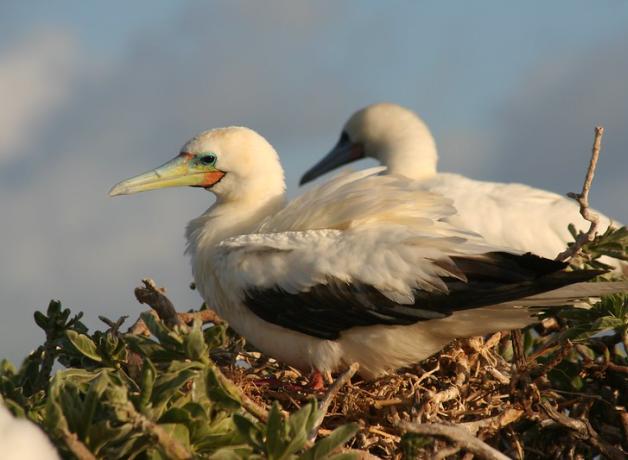 Pair of Red-footed Boobies perched in nest, with partly cloudy sky in background