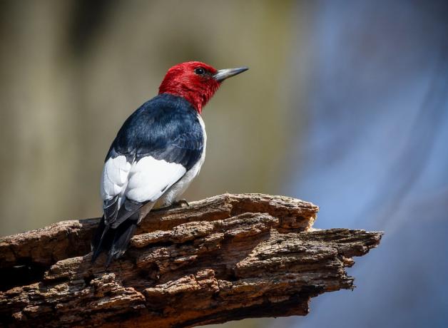 Red-headed Woodpecker perched on a branch