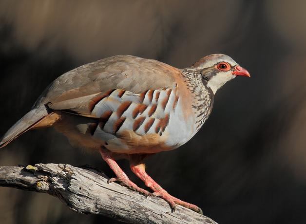 Red-legged Partridge