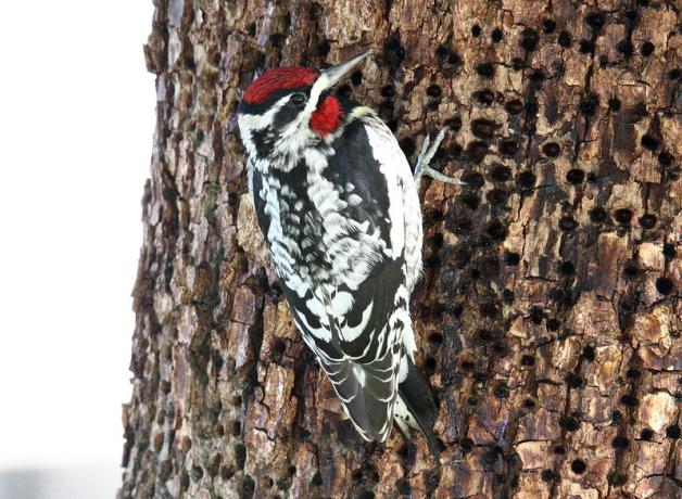 Red-naped Sapsucker