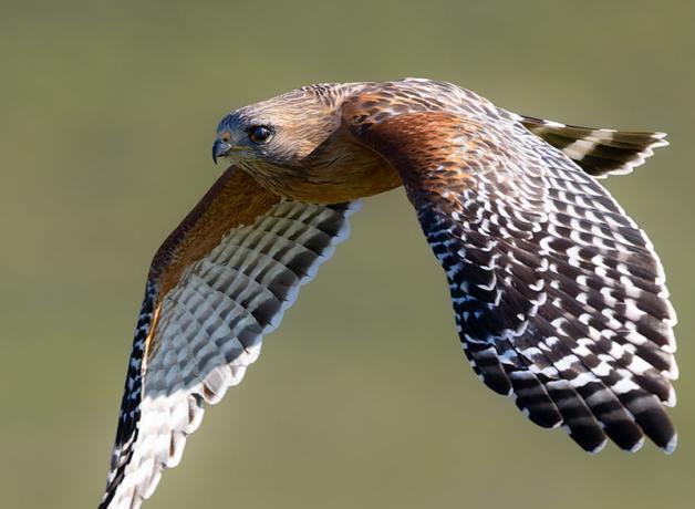 Red-shouldered Hawk in flight
