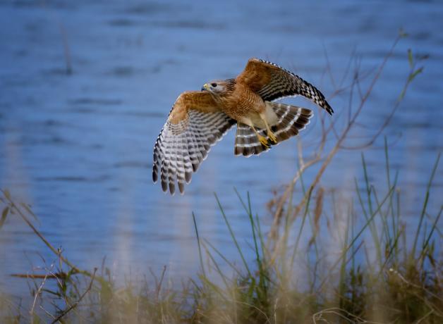 Red-shouldered Hawk