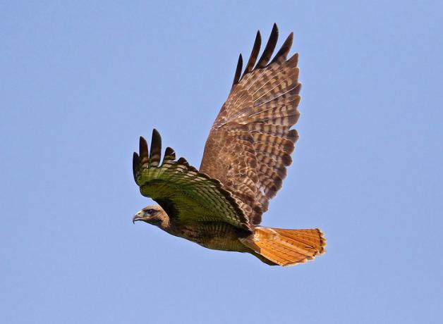 Red-tailed Hawk flying in sunlight against clear blue sky