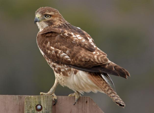 A Red-tailed Hawk perched on a fence, its back to the camera, looking over its left shoulder
