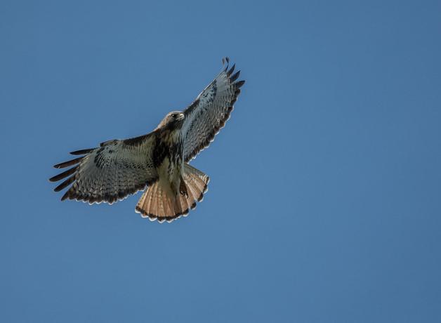 Red-tailed Hawk soaring