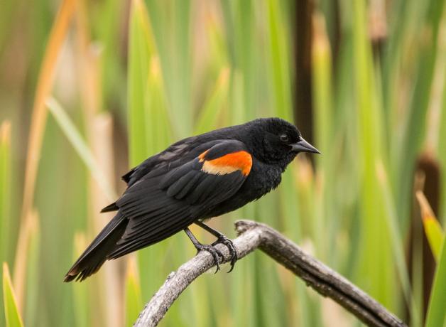 Red-winged Blackbird