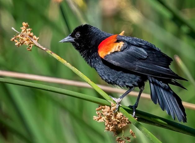 A male Red-winged-Blackbird