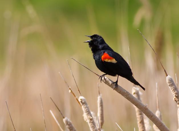 Red-winged Blackbird