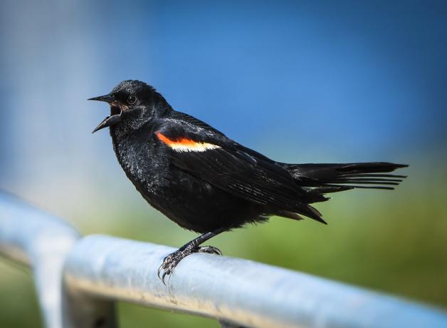 Red-winged Blackbird faces to viewer's left, its black plumage shining in sunlight and its beak open while singing
