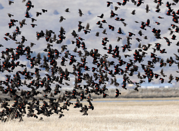 Red-winged Blackbirds flocking