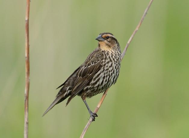 Female Red-winged Blackbird perched on a stem, her head turned toward her right shoulder