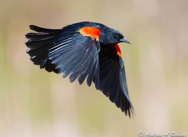 A Red-winged Blackbird flies, his wings on a down stroke and his red orange shoulder patch glowing
