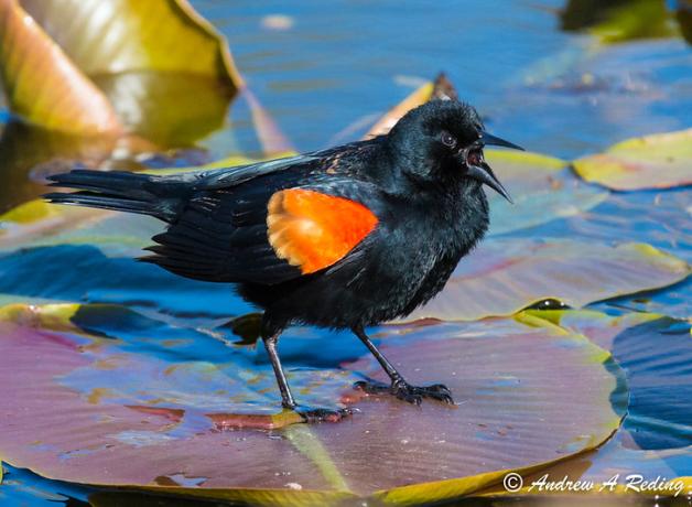 Red-winged Blackbird singing