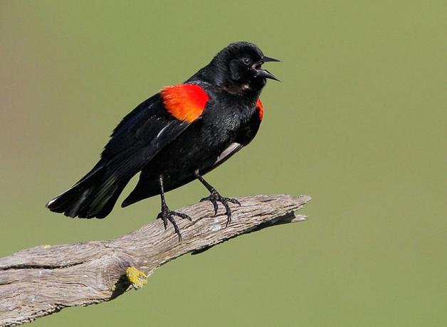 Red-winged Blackbird