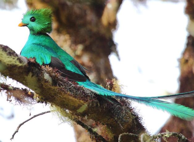 A vivid iridescent green-feathered bird with red breast and long, long blue tail feathers.